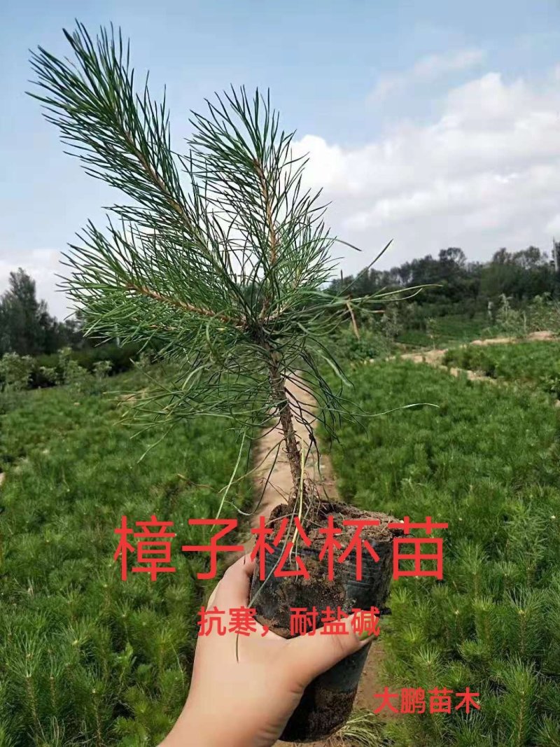 预定苗木支持三个月时间签购销合同