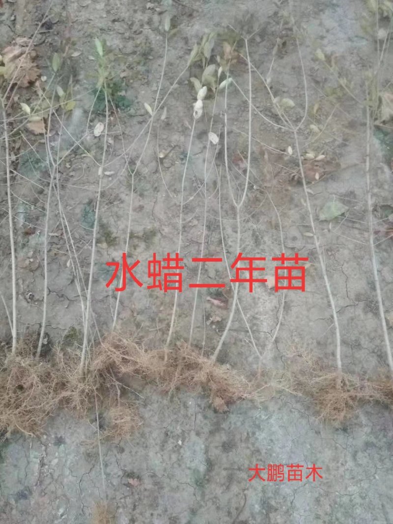 预定苗木支持三个月时间签购销合同