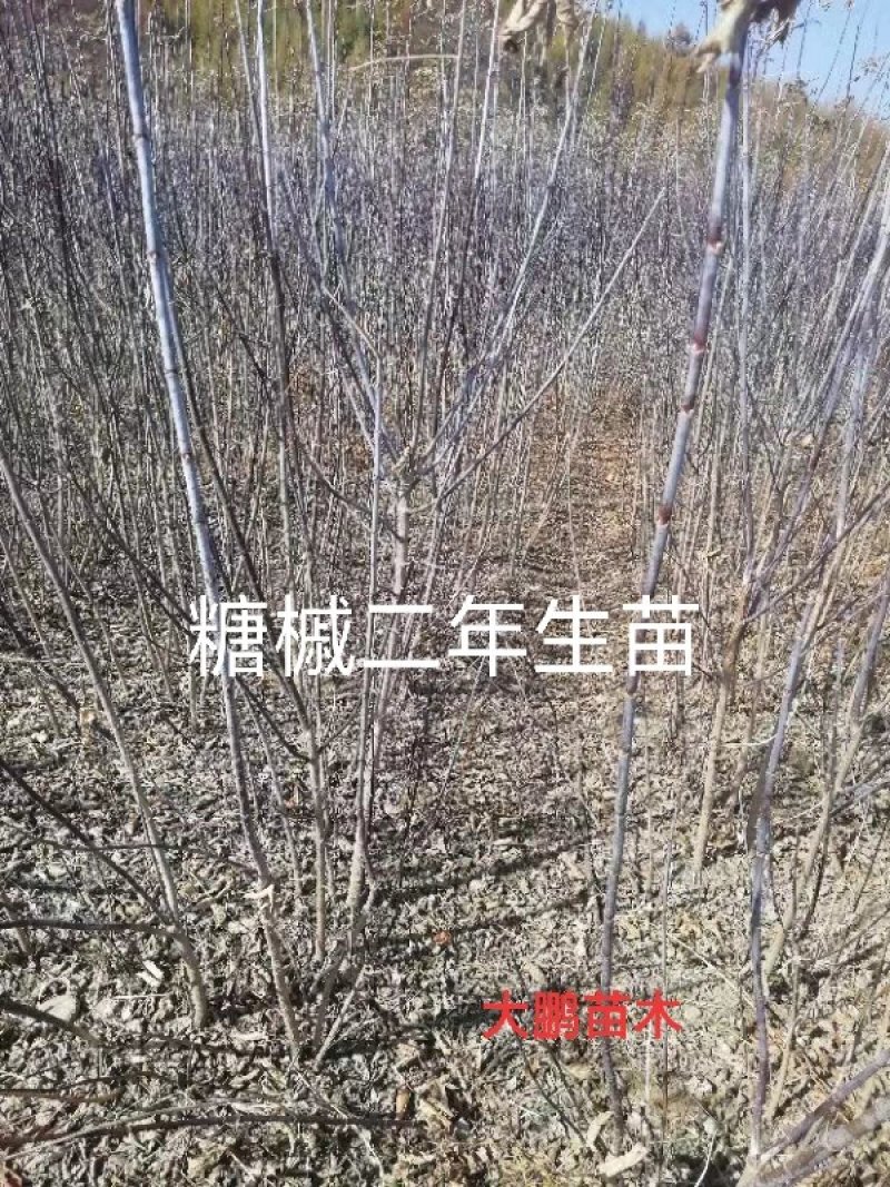 预定苗木支持三个月时间签购销合同