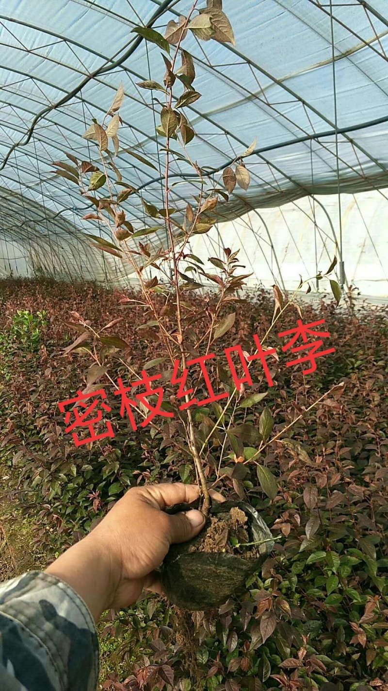 预定苗木支持三个月时间签购销合同