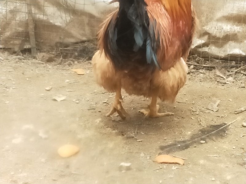 土阉鸡