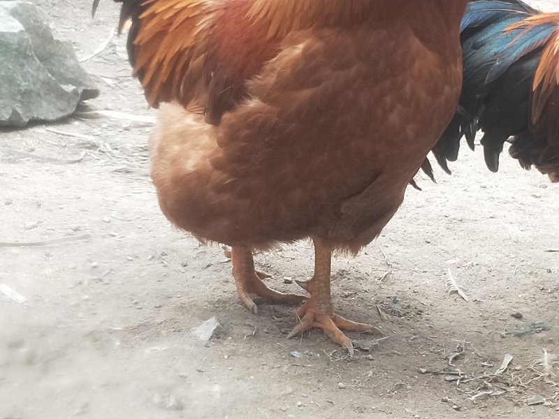土阉鸡