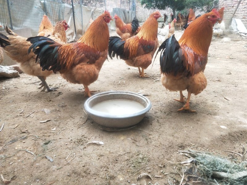 土阉鸡