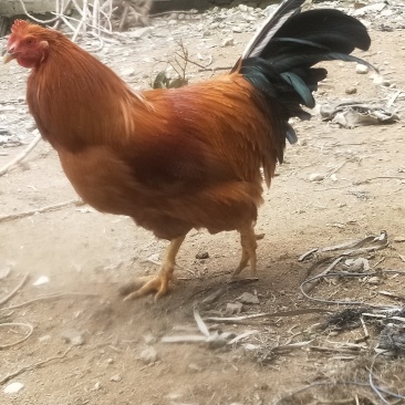 土阉鸡