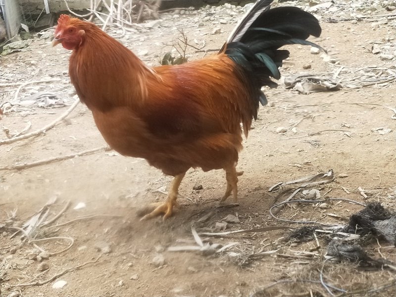 土阉鸡