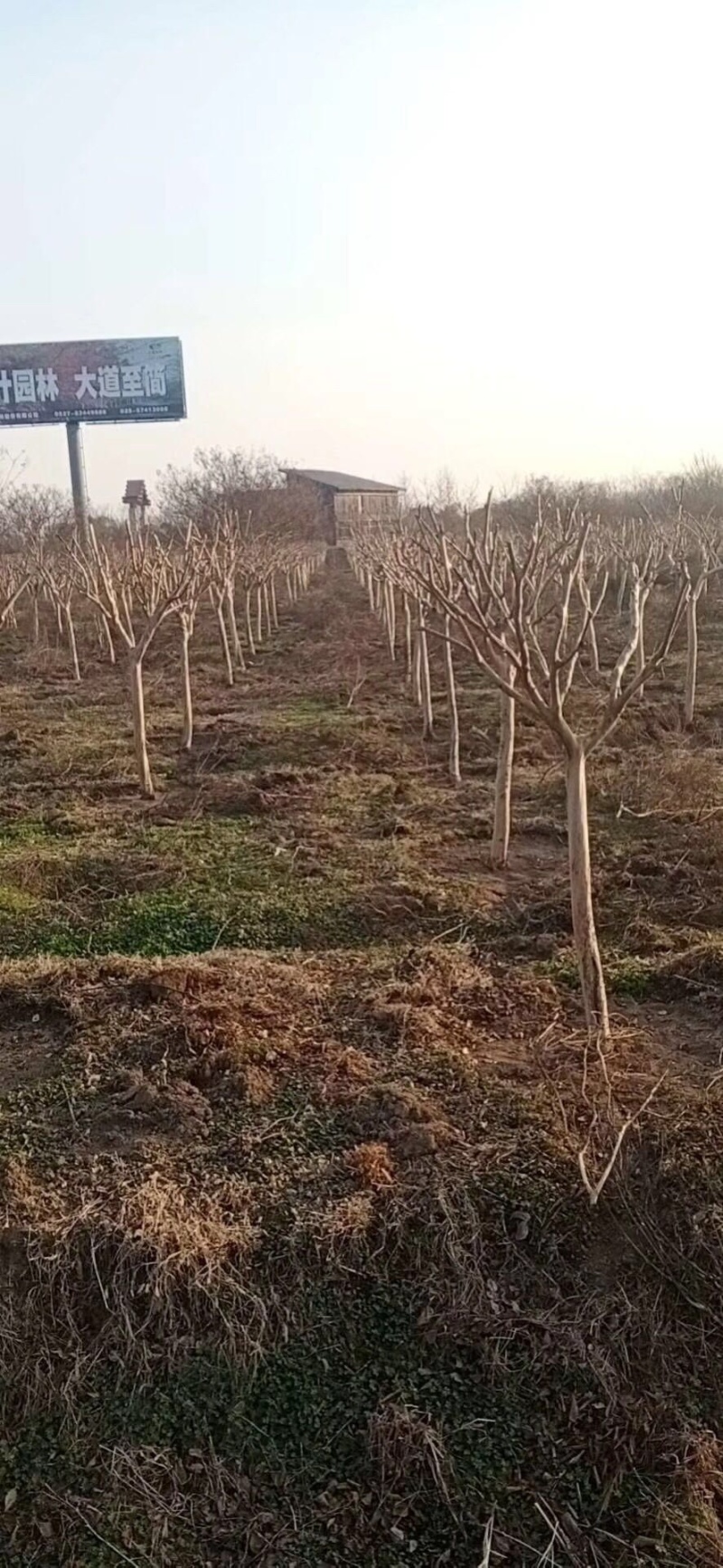 精品紫薇紫薇3-20公分基地之销看货打号