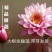 大根块睡莲池塘美化净化水质睡莲四季开花盆栽