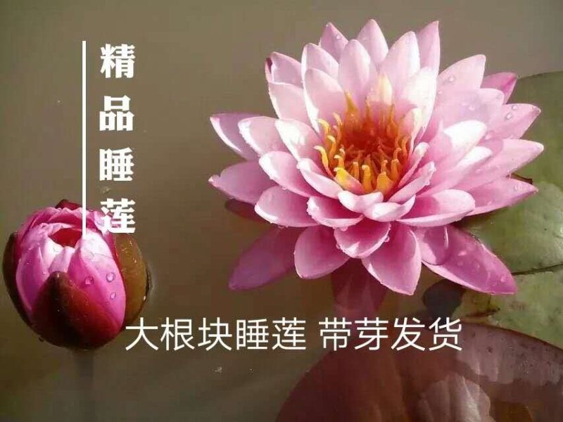 大根块睡莲池塘美化净化水质睡莲四季开花盆栽