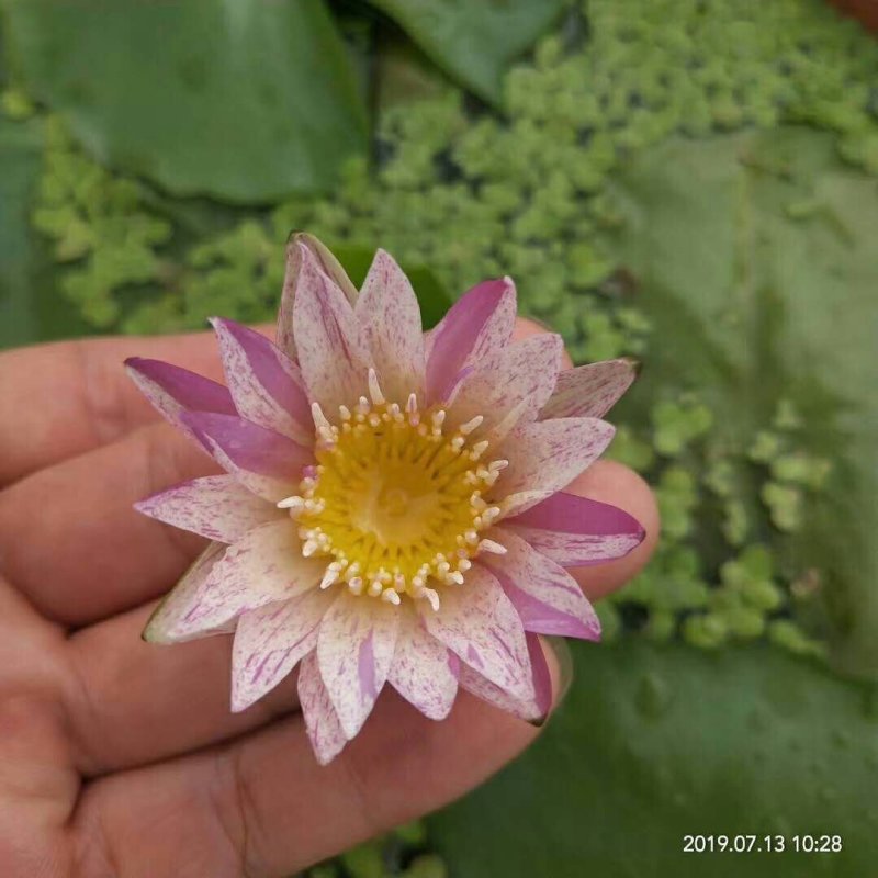 大根块睡莲池塘美化净化水质睡莲四季开花盆栽