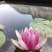大根块睡莲池塘美化净化水质睡莲四季开花盆栽