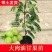 正宗油甘果苗嫁接大肉牛甘果树苗油甘仔树苗耐寒当年结果