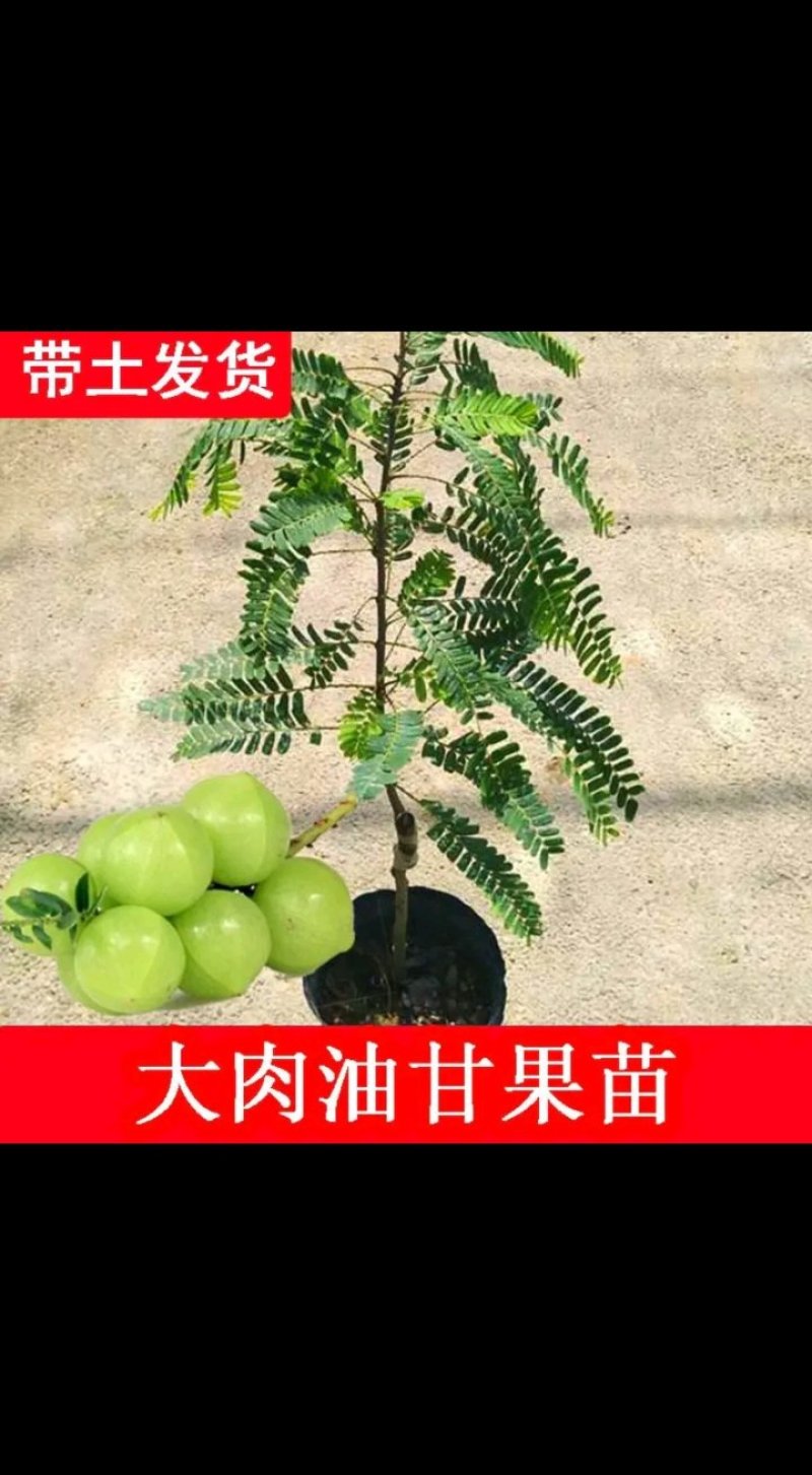 正宗油甘果苗嫁接大肉牛甘果树苗油甘仔树苗耐寒当年结果
