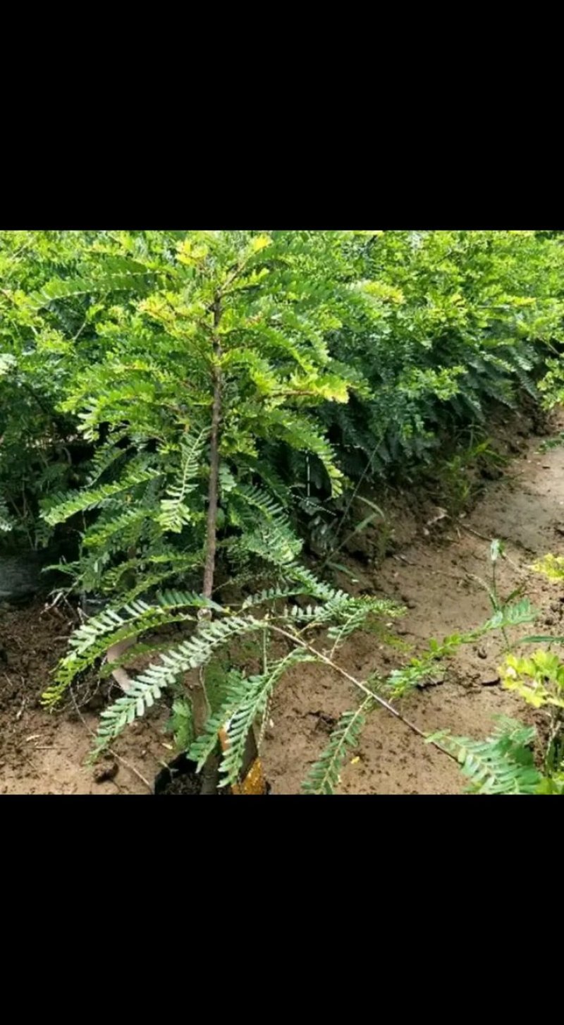 正宗油甘果苗嫁接大肉牛甘果树苗油甘仔树苗耐寒当年结果