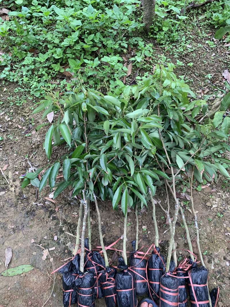 现有大量无核荔枝苗卖，需要的老板联系我