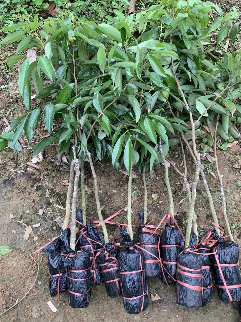现有大量无核荔枝苗卖，需要的老板联系我