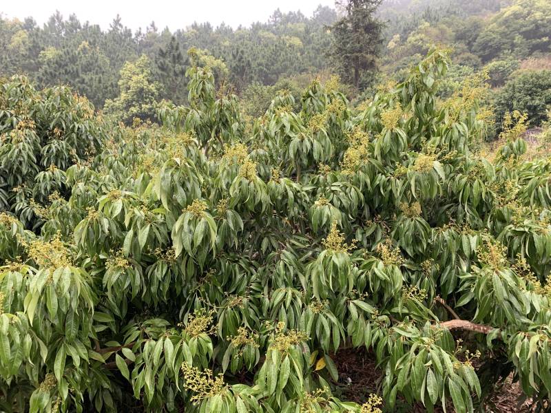 现有大量无核荔枝苗卖，需要的老板联系我