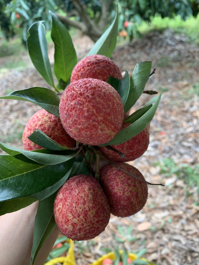 现有大量无核荔枝苗卖，需要的老板联系我