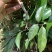 现有大量无核荔枝苗卖，需要的老板联系我