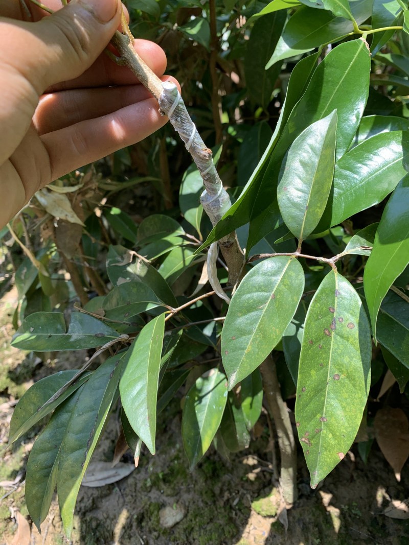 现有大量无核荔枝苗卖，需要的老板联系我