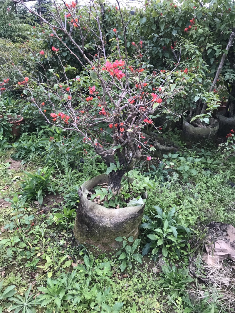 三角梅