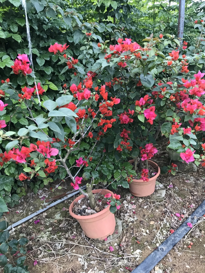 三角梅
