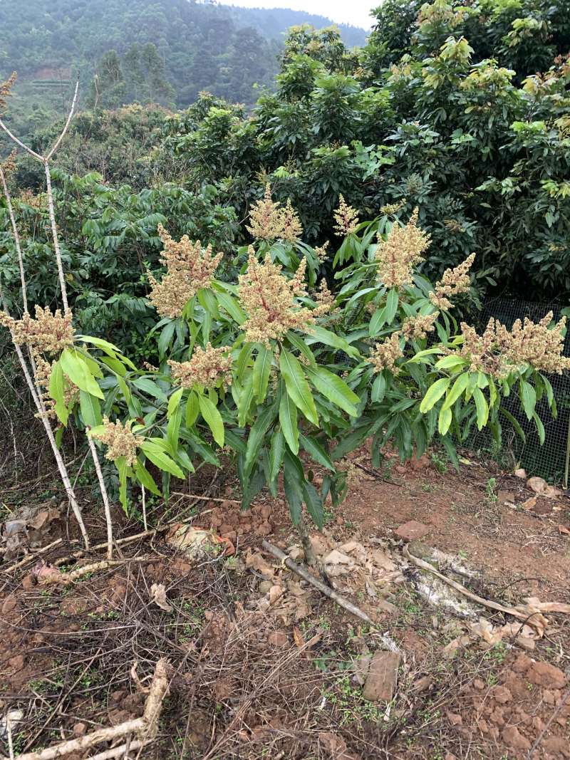 有芒果苗卖，隔年结果，产量高，成活率百分百