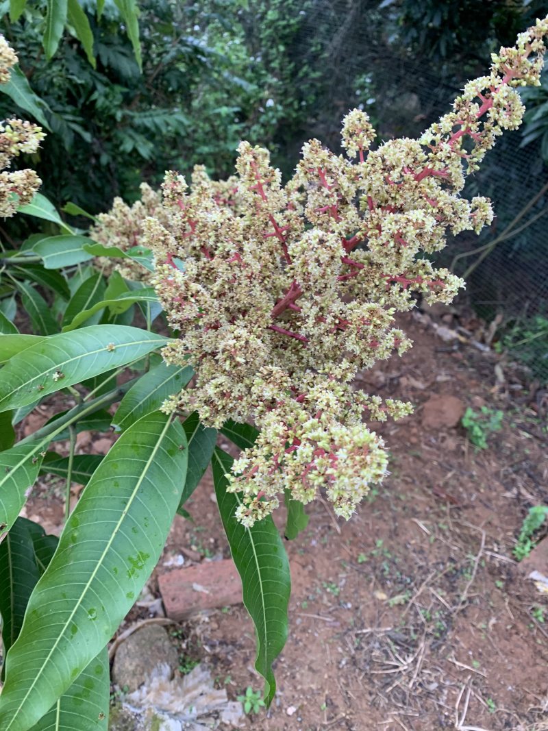 有芒果苗卖，隔年结果，产量高，成活率百分百