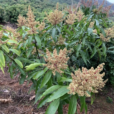 有芒果苗卖，隔年结果，产量高，成活率百分百