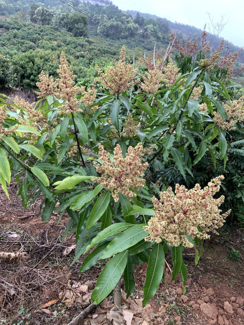 有芒果苗卖，隔年结果，产量高，成活率百分百