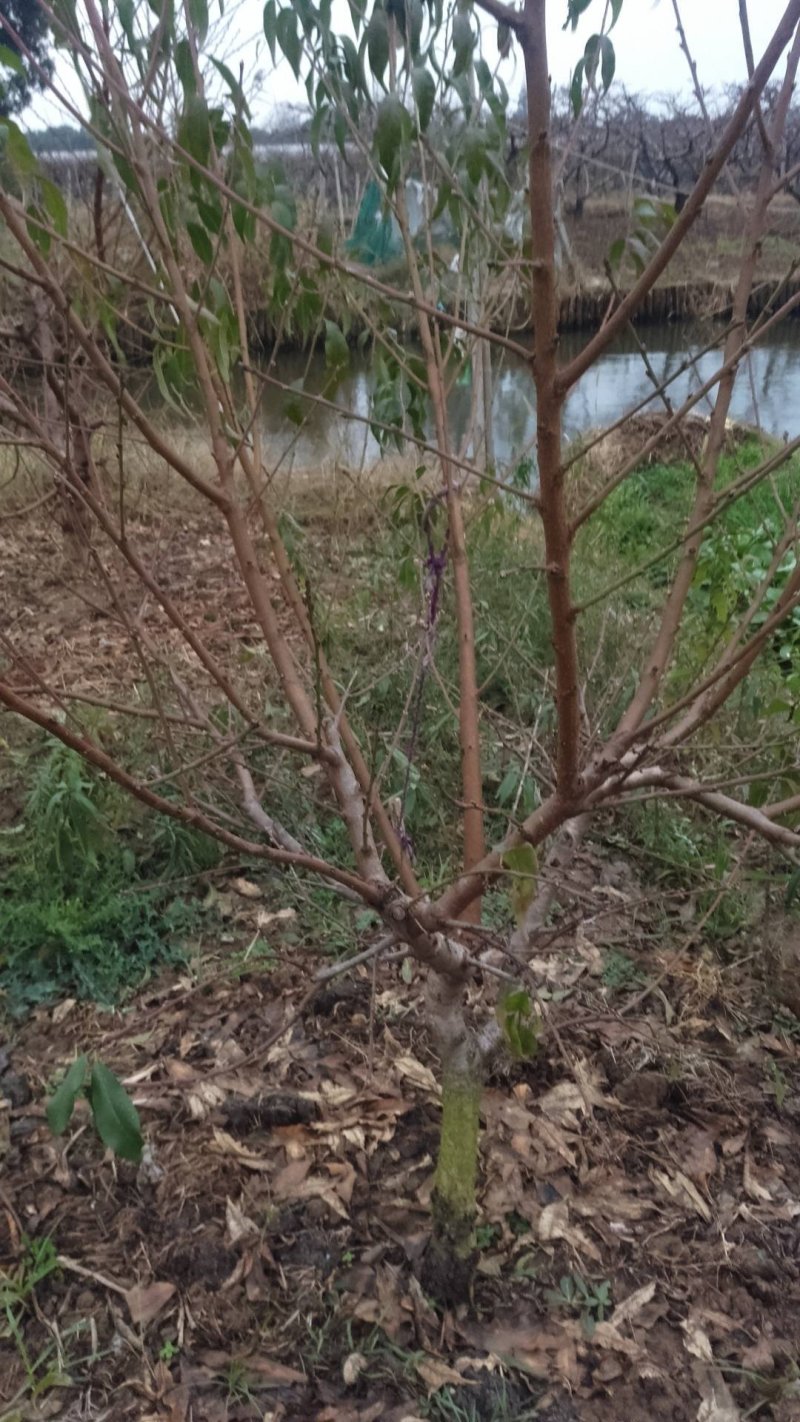 优质阳山水蜜桃树苗苗圃直发包成活诚信经营放心苗
