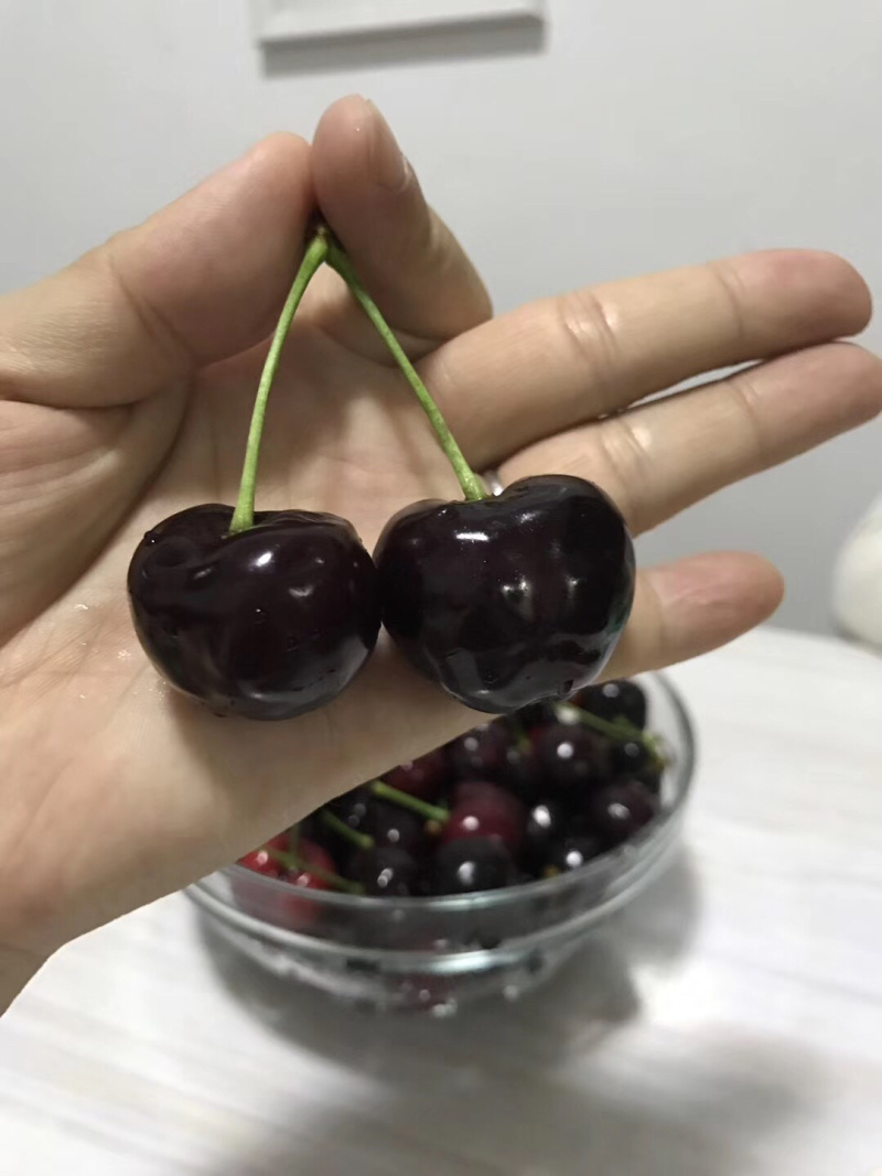 一年樱桃树苗吉6砧木萨米脱树苗车厘子苗