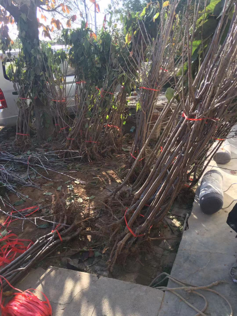 一年樱桃树苗吉6砧木萨米脱树苗车厘子苗
