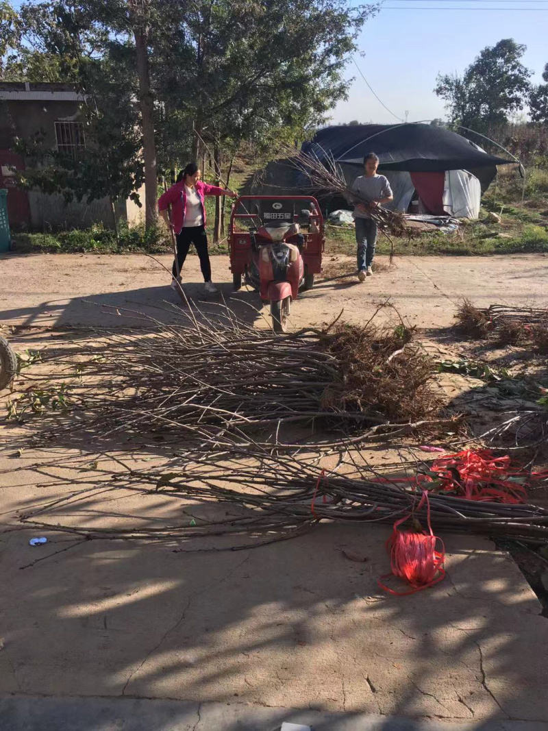 一年樱桃树苗吉6砧木萨米脱树苗车厘子苗