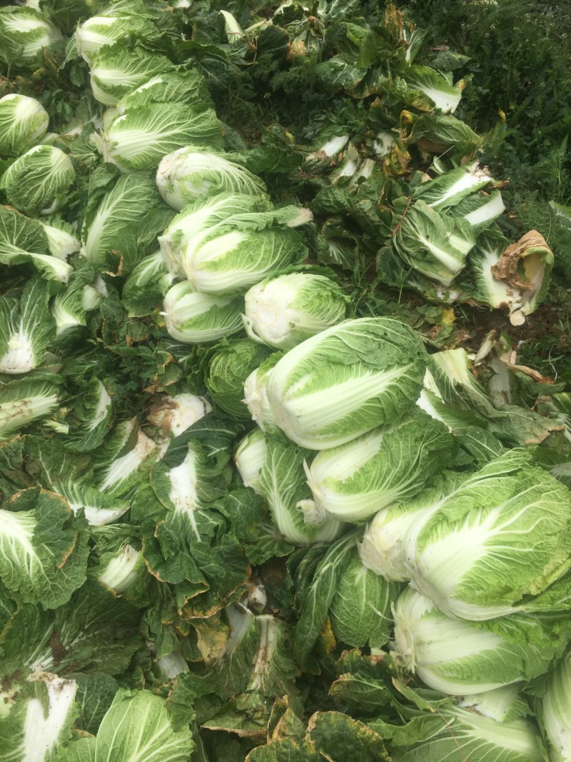 本地大量黄心大白菜，产地直发，货源充足，诚信经营欢迎采购