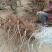 无锡阳山水蜜桃树苗苗圃直发包成活诚信经营放心苗