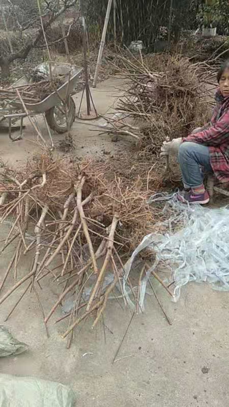 无锡阳山水蜜桃树苗苗圃直发包成活诚信经营放心苗