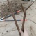 无锡阳山水蜜桃树苗苗圃直发包成活诚信经营放心苗