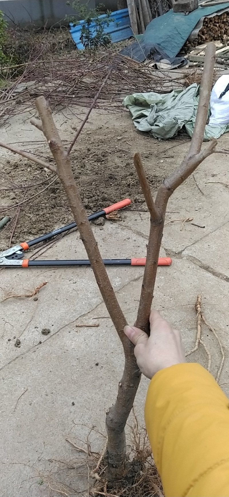 无锡阳山水蜜桃树苗苗圃直发包成活诚信经营放心苗