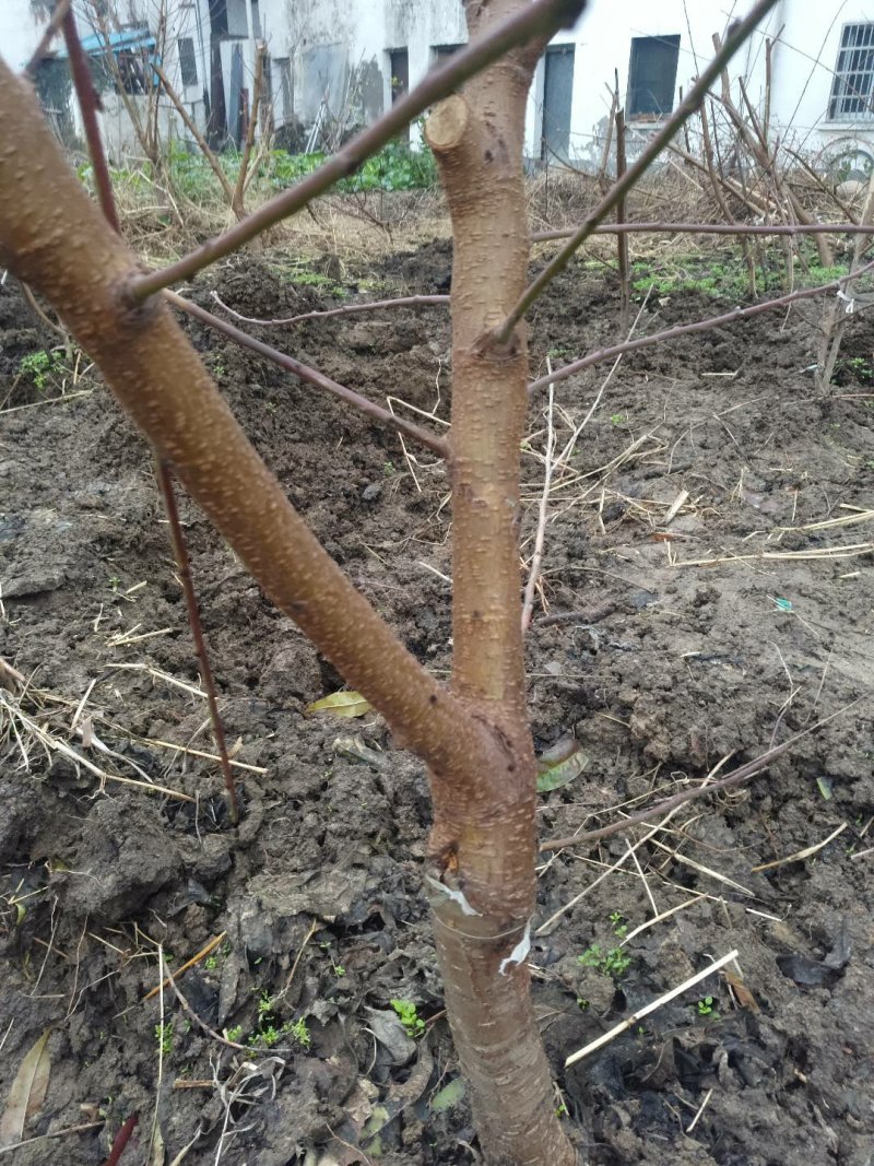 无锡阳山水蜜桃树苗苗圃直发包成活诚信经营放心苗