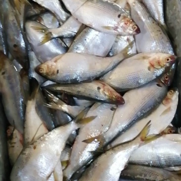 食用大海鲫鱼鲫鱼