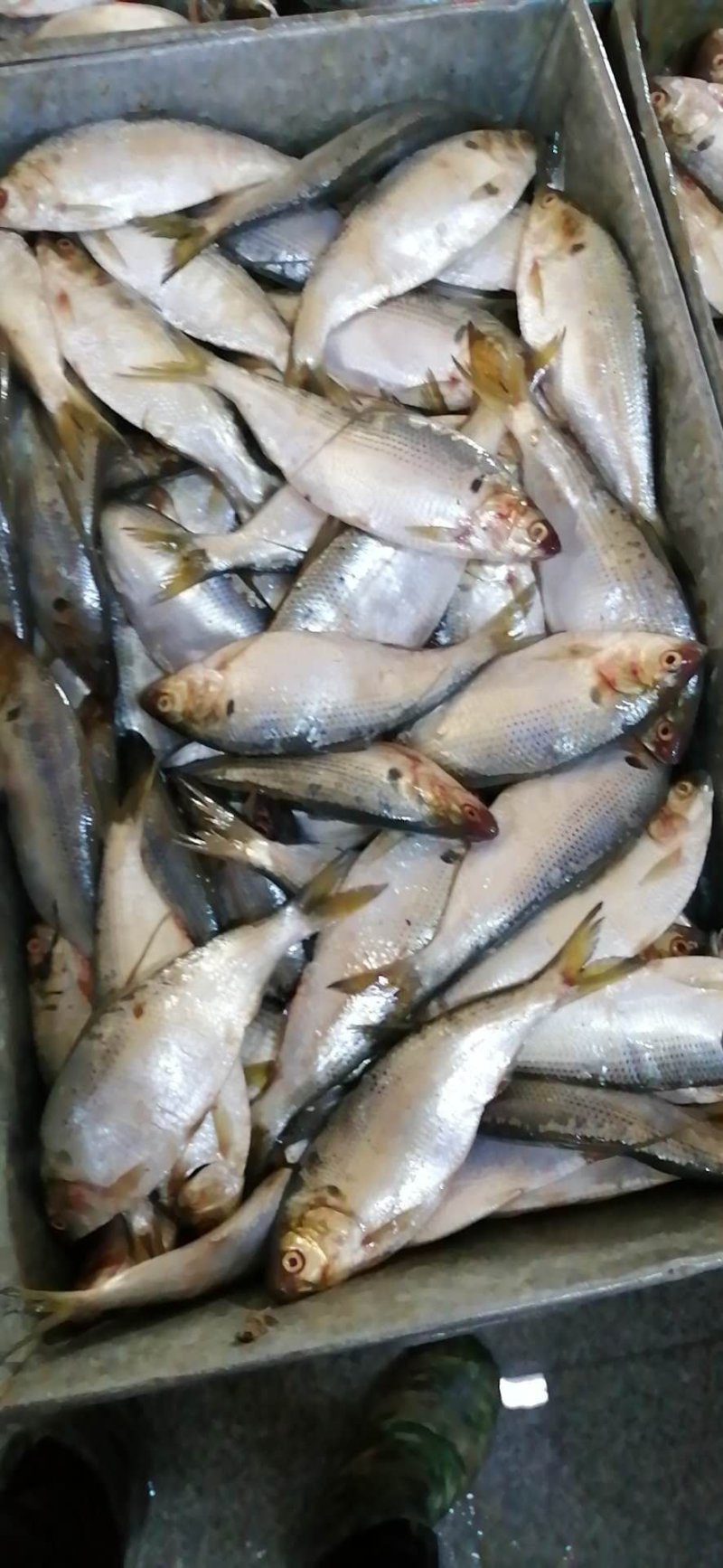 食用大海鲫鱼鲫鱼