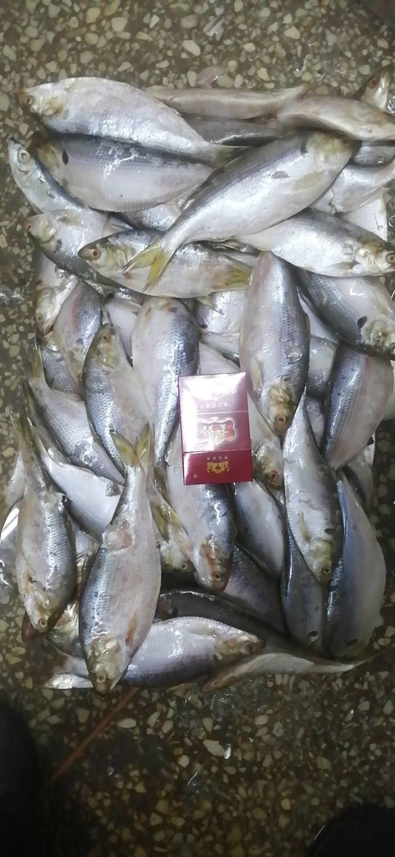食用大海鲫鱼鲫鱼