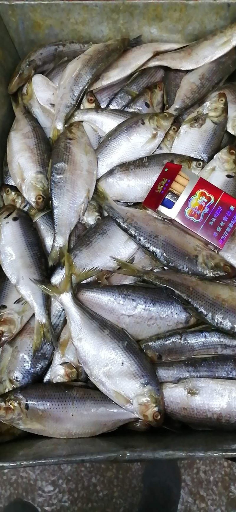 食用大海鲫鱼鲫鱼
