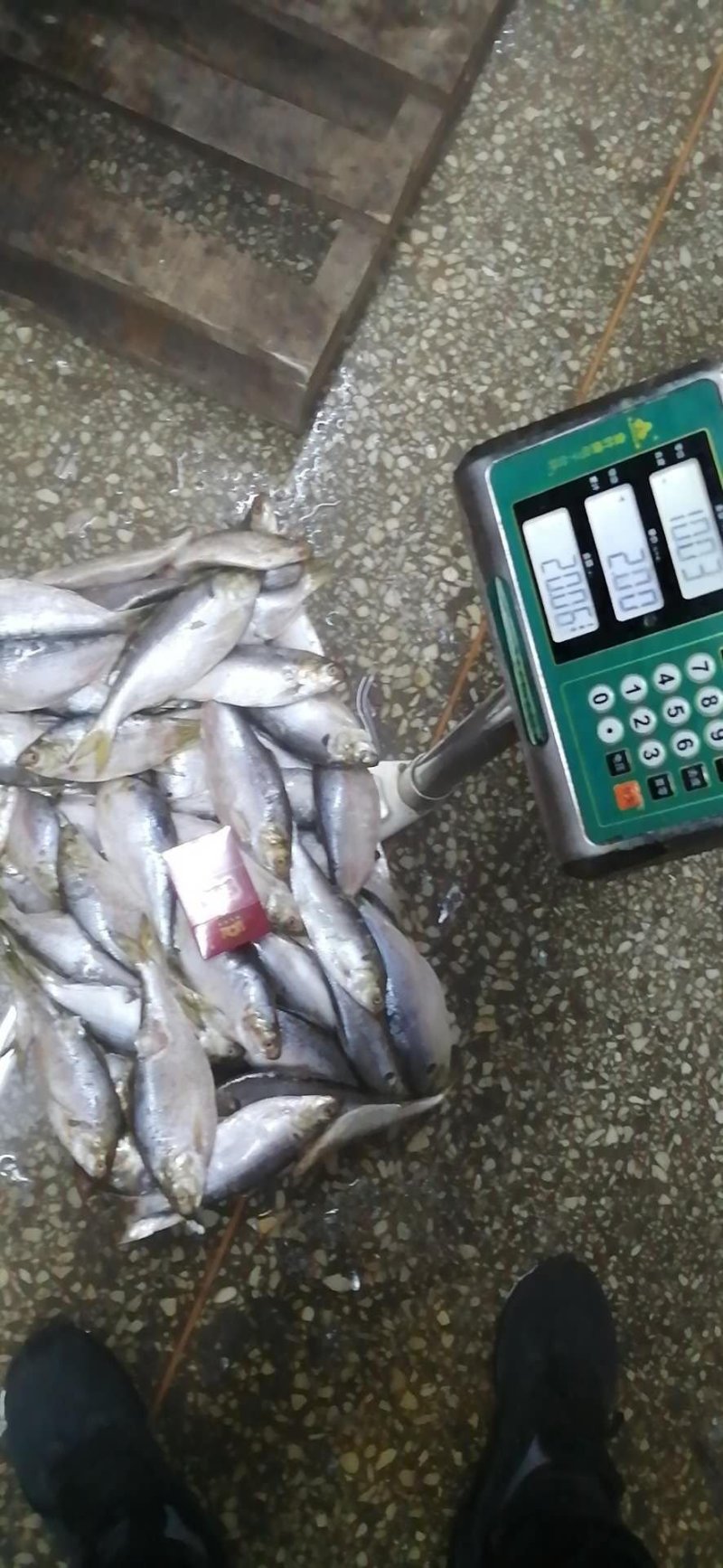 食用大海鲫鱼鲫鱼