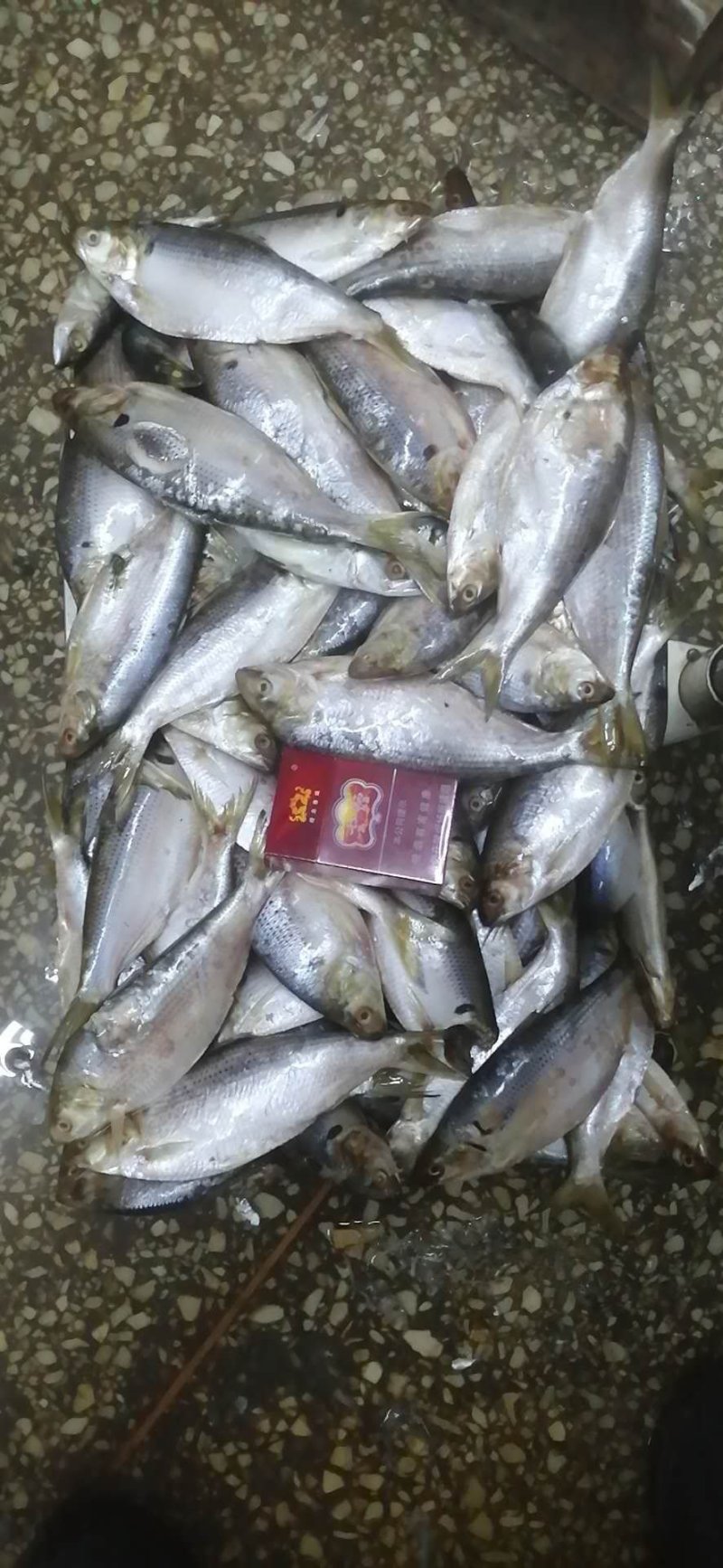 食用大海鲫鱼鲫鱼