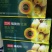 兰月福美特氯吡脲红心绿心寖果膨大素农药调节剂