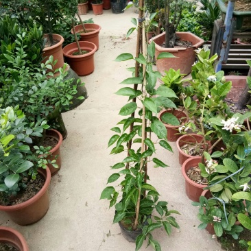 炮仗花