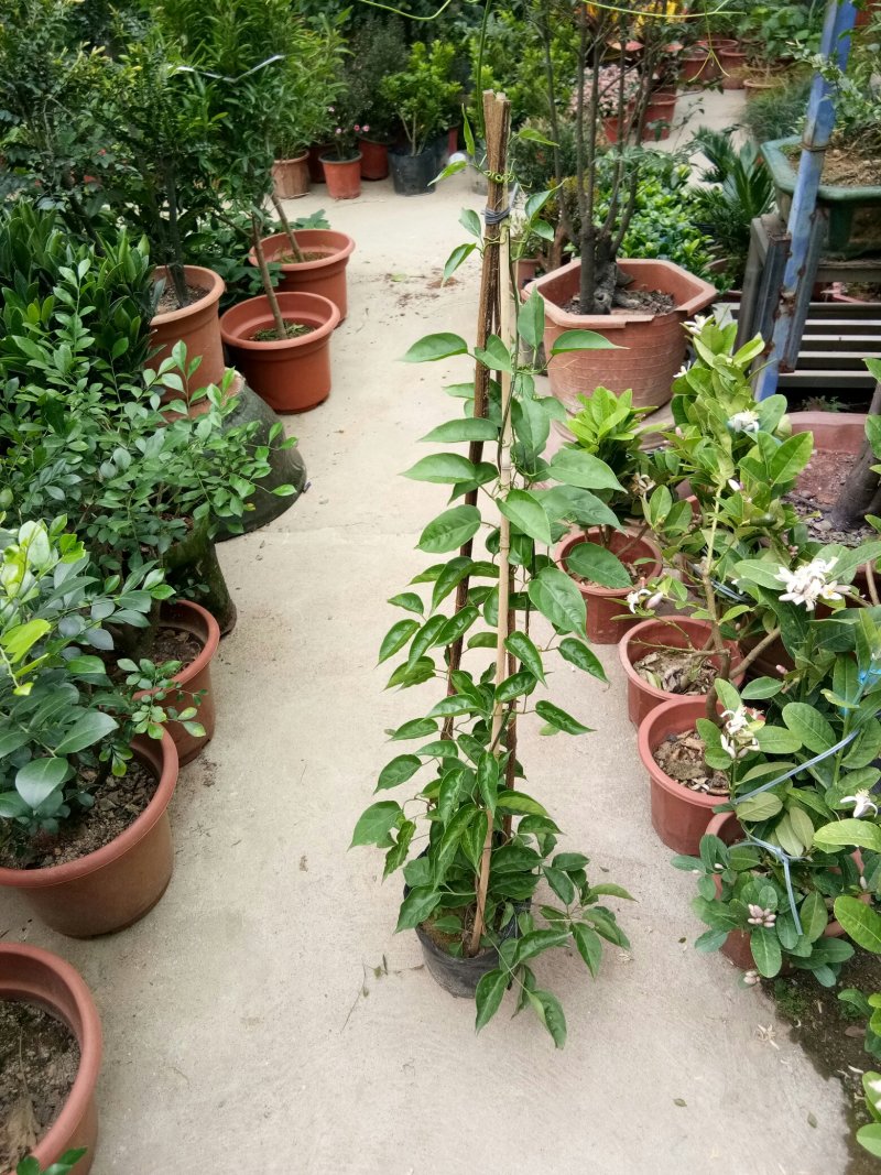炮仗花