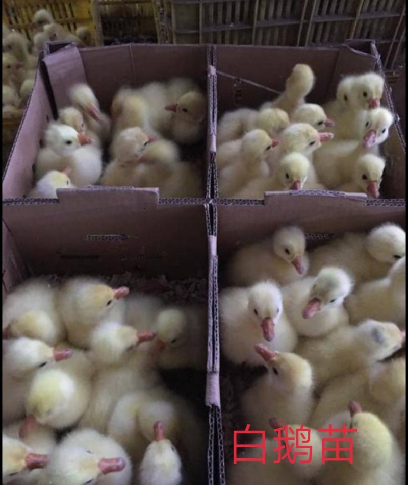 大种白鹅苗，大种白鹅苗，