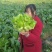儿菜